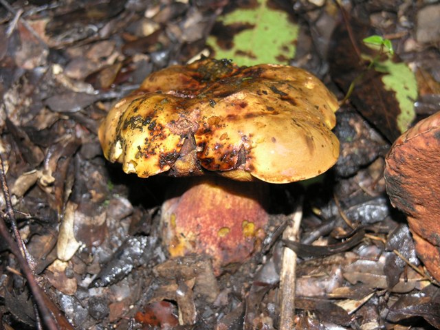 Boletus queletii???